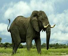 عاقبت عصبانی کردن فیل ها