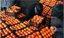 رنگ‌دهی مصنوعی به پرتقال‌های نارس برای عرضه پیش از موعد