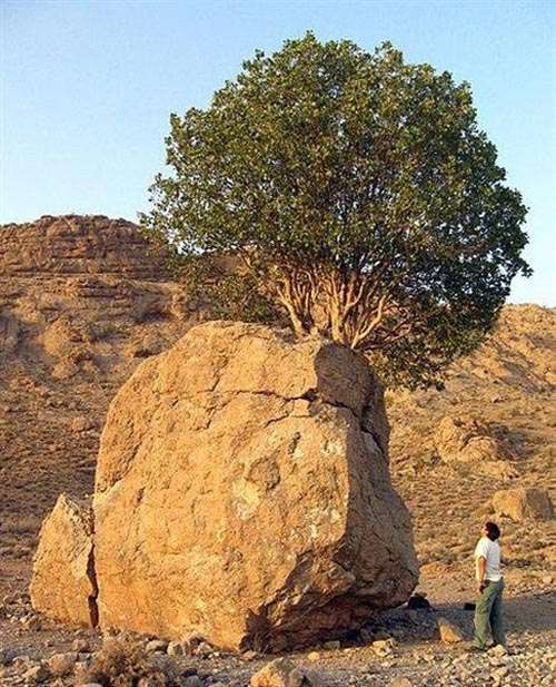 عجیب ترین درخت ایران /عکس