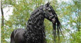 زیباترین اسب های جهان