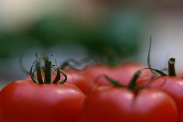 گوجه فرنگی ۱۵ روز دیگر ارزان می‌شود/دلایل گرانی در بازار