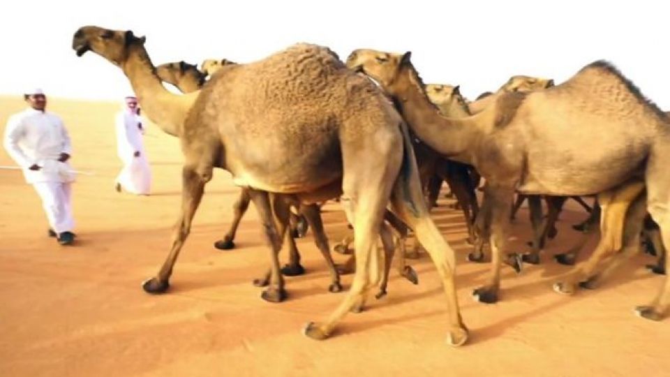 بازار داغ جراحی زیبایی شتر در عربستان برای بردن مسابقه 40 میلیون دلاری