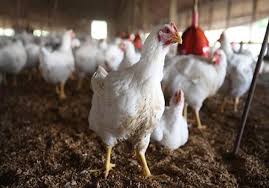 ماجرای رشد سریع مرغ در 42 روز چیست؟