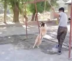 حلق آویز کردن یک قلاده سگ در کوچصفهان رشت/ 74ضربه شلاق حکم سگ آزار