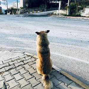 سگی که یک سال به انتظار صاحبش در ایستگاه اتوبوس نشسته /تصاویر
