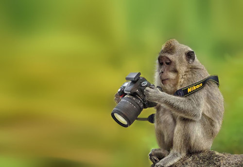 واکنش حیوانات به دوربین عکاسی