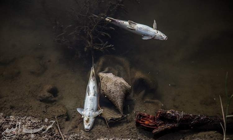 تلف‌شدن هزاران ماهی در رودخانه قره‌سوی کرمانشاه / پساب کارخانه عامل مرگ ماهیان است