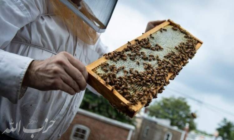 بازار در اشغال عسل‌های تقلبی است