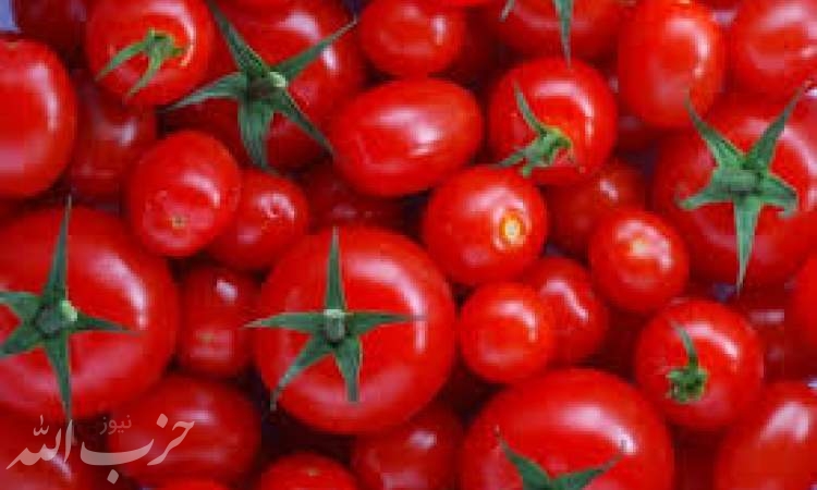 کاهش قیمت گوجه‌فرنگی تا دی ماه