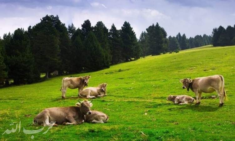 گاوها در مورد غذا و آب و هوا با یکدیگر صحبت می‌کنند