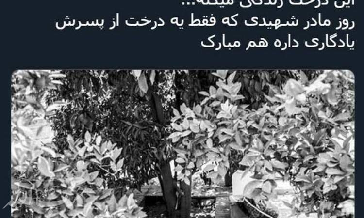 مادر شهیدی که فقط یک درخت از پسرش یادگار دارد +عکس