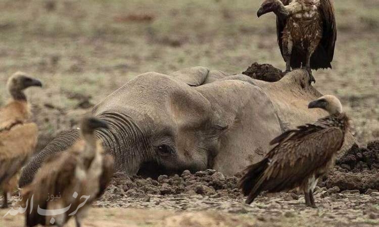 بچه فیل و مادرش در چنگال لاشخورها