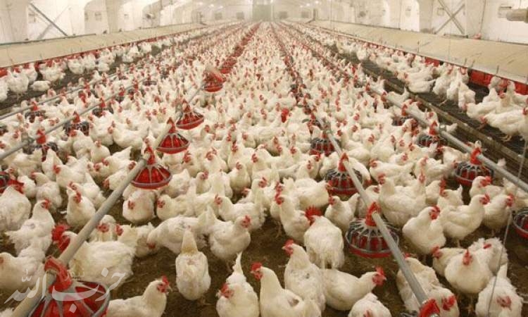 قیمت مرغ به ۱۸.۵ هزار تومان رسید/ افت ۲۵ درصدی تولیدی در تابستان