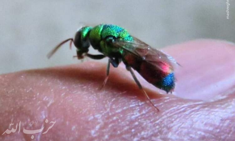 قدرت زنبور جواهر در نابودی قوه تفکر و اراده حشرات