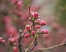 لبخند شکوفه‌های بهاری در فضای سبز کرج