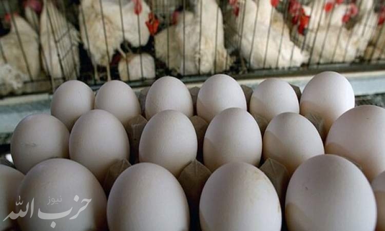 افت تولید دلیل گرانی تخم مرغ است/ مرغداران نهاده پیدا نمی‌کنند