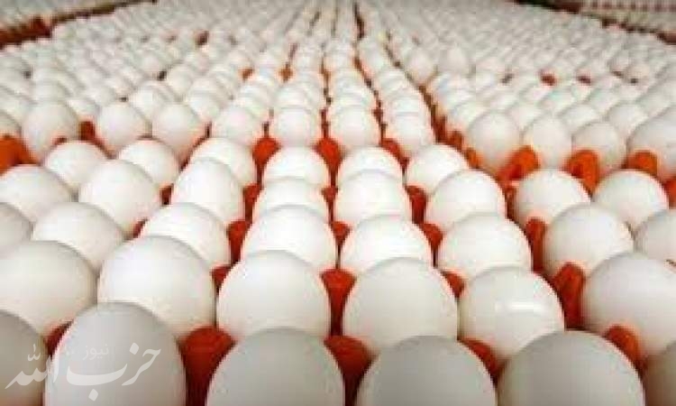 آغاز توزیع تخم مرغ با نرخ مصوب در کشور