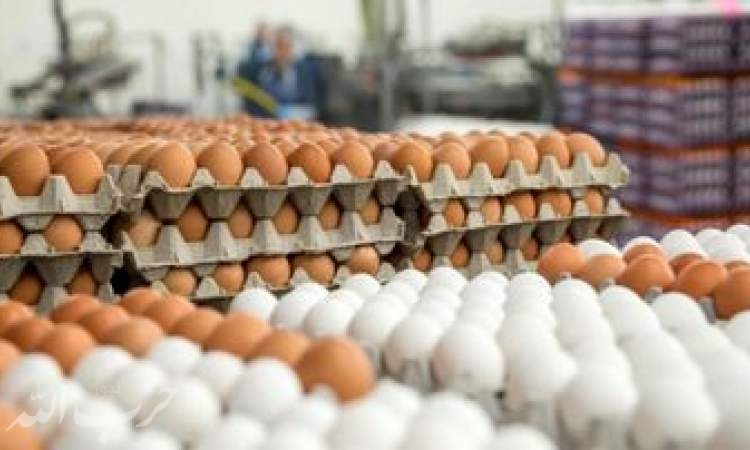 قیمت تخم مرغ در مغازه ها دو برابر نرخ مصوب!/چرا وعده وزیر جهاد محقق نشد؟
