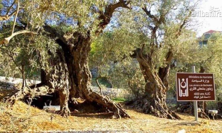 درخت زیتون به قدمت شش هزار سال در لبنان +عکس