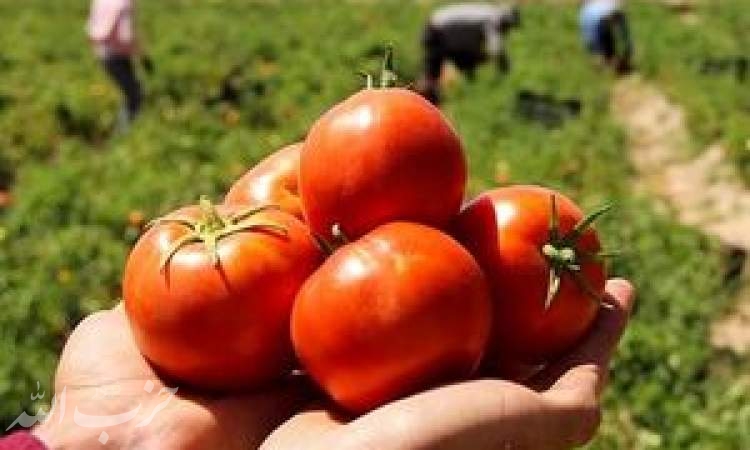 داستان تکراری گوجه فرنگی؛ از زیان دو ماه گذشته کشاورزان تا قیمت بالای امروز/ سود ۳۰ هزار تن گوجه در جیب دلالان
