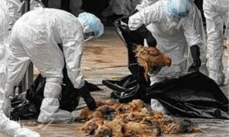 گزارشی از نابودی یک شبه مرغداری ها در پی شیوع آنفلوآنزای پرندگان