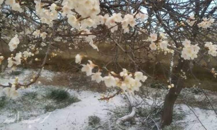 قاتل زیبای شکوفه‌های بهاری در البرز +عکس