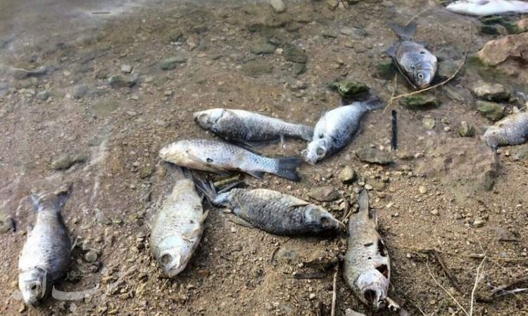 جزئیات به گل نشستن هزاران گربه ماهی در ساحل جاسک / ماهی ها از تورهای ماهی‌گیران رها شده‌اند