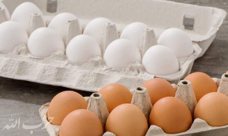 افزایش قیمت تخم مرغ نتیجه کشتار مرغ‌هاست