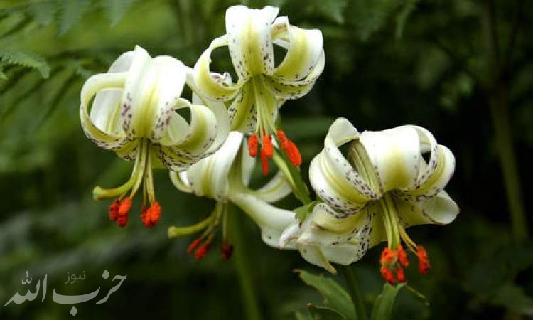 شکوفایی نادرترین گل جهان در گیلان +عکس