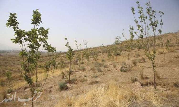 ایجاد باند سبز در اراضی لشکر ۱۰ سیدالشهدا/ کاشت درخت در ۴۰۰ هکتار
