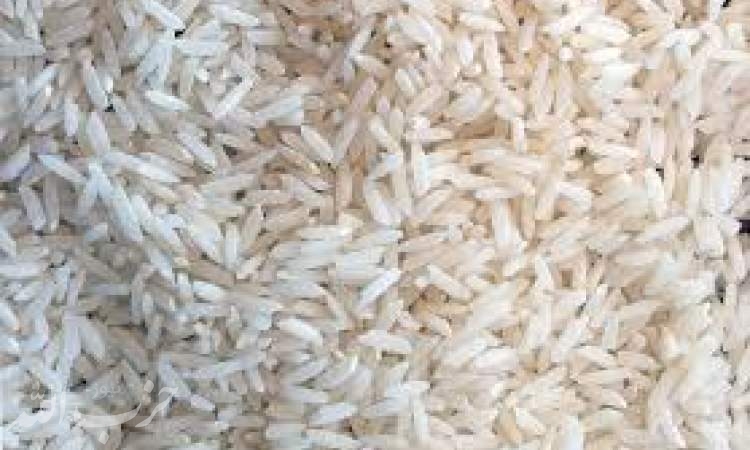 حذف تدریجی برنج شمال از شالیزار و سفره/ شالی‌کار ناراضی؛ دلال و واردکننده راضی!