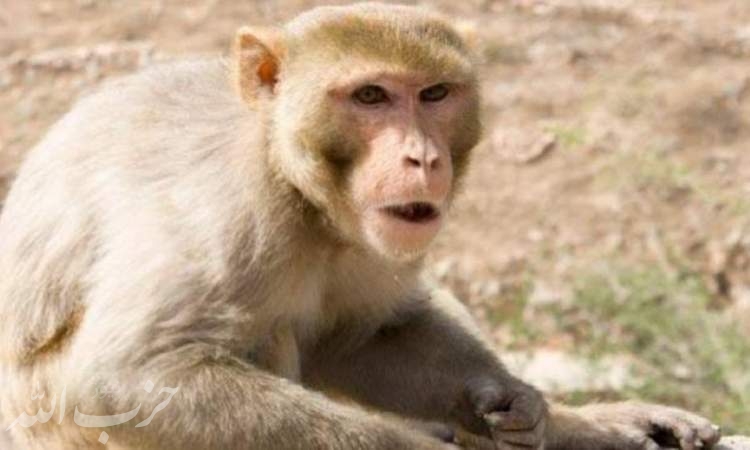 میمونی که با پرتاب آجر آدم کشت!