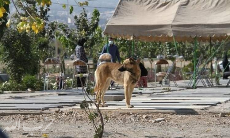 مرکز جمع‌آوری حیوانات مزاحم در بهشت سکینه راه‌اندازی شد