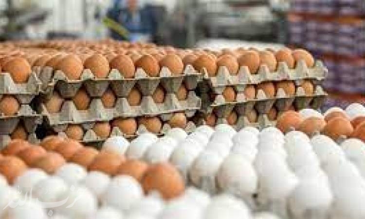 آیا تخم مرغ تنظیم بازاری وارد بازار شده است؟
