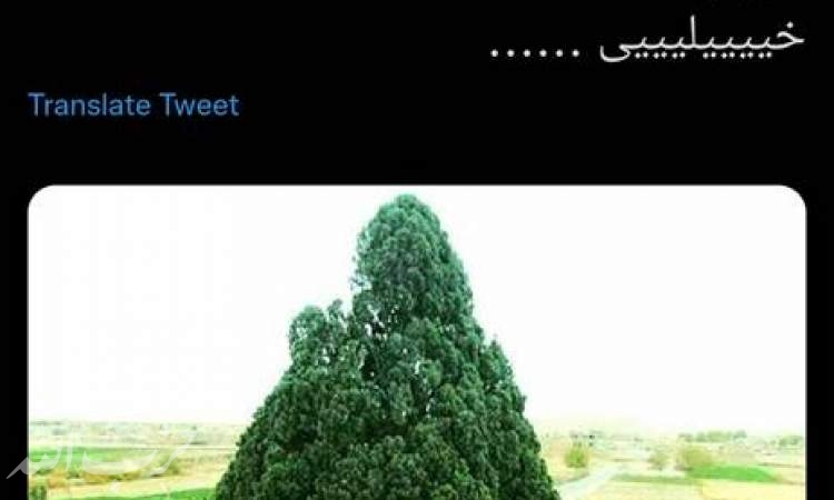 درختی ایرانی که قدمتش ده برابر خیلی از کشورها است!+عکس