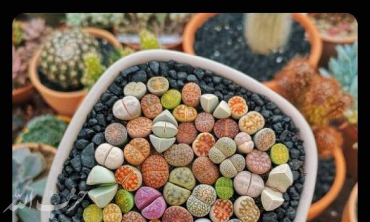 گیاهی زیبا که به شکل سنگ‌های رنگی +عکس