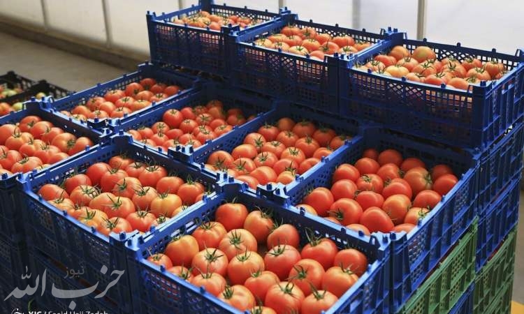 تولید رب گوجه ۲.۵ برابر مصرف کشور
