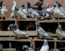 رونق کبوتربازی در کشمیر تحت مناقشه
