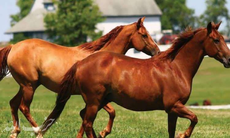 پرورش اسب در البرز، اقتصادی که همپای نشاط اجتماعی می تازد