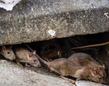جولان موش‌های نروژی در تهران