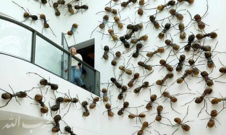 تصاویری از حمله مورچه‌های غول‌پیکر به موزه آمستردام