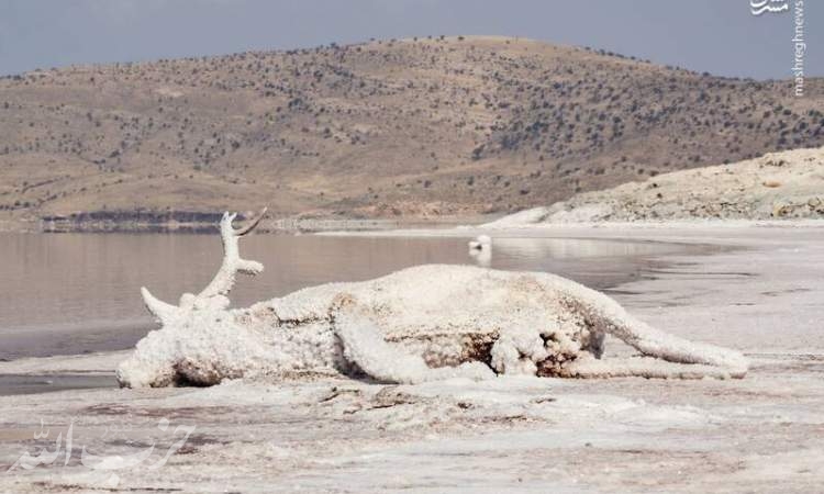 تصویری دردناک از گوزن زرد ایرانی در جزیره اشک دریاچه ارومیه