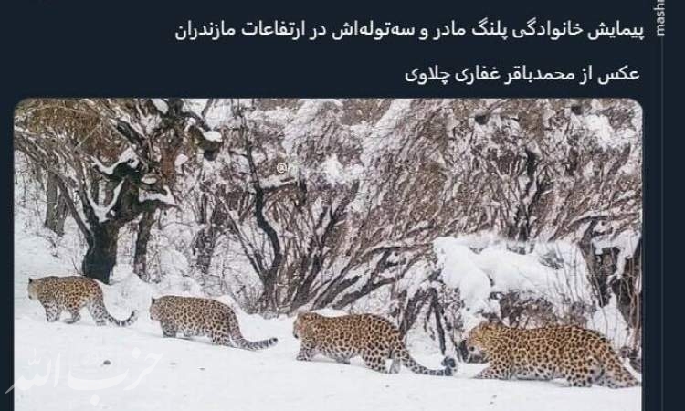 پیمایش خانوادگی پلنگ مادر و سه‌توله‌اش در ارتفاعات مازندران+ عکس