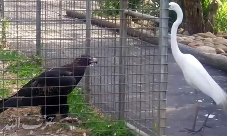طعمه گذاری یک عقاب در قفس برای شکار  