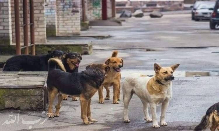 جزئیات ساماندهی سگ‌های ولگرد در ۲۲ منطقه تهران در مدت یک ماه اعلام شد