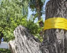 کنترل آفات درختان کرج با نصب تله‌های رنگی انجام می‌شود