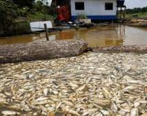 مرگ هزاران ماهی در اثر خشکسالی شدید آمازون